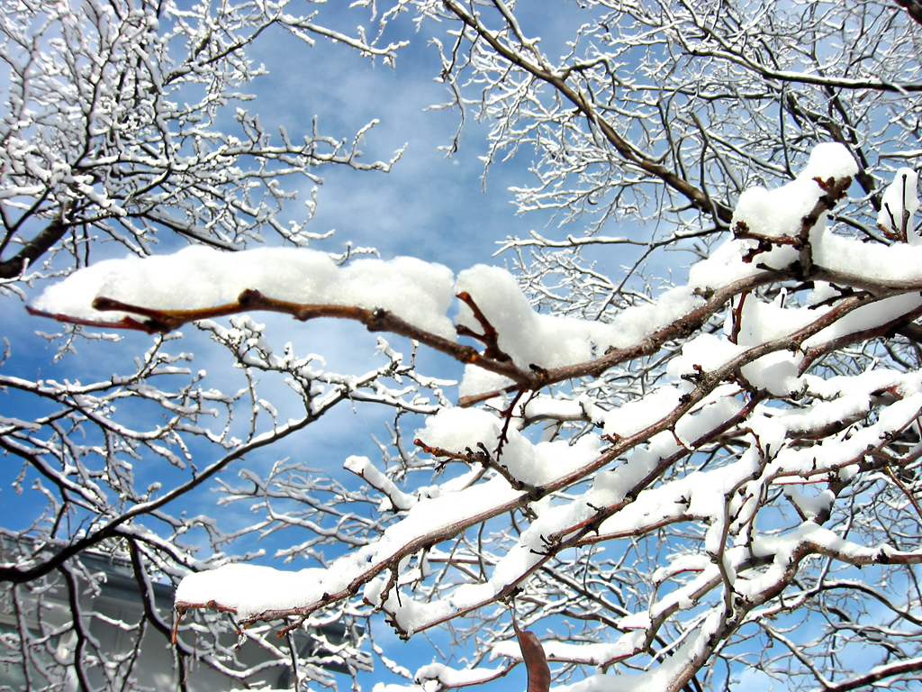 snow-trees-1392253